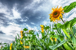 Sunflower field, summer Sunflower field, summer